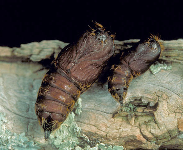 Gypsy moth pupate in reddish brown cocoons